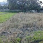 خرید زمین کشاورزی ۷۰۰ متری در شیرود