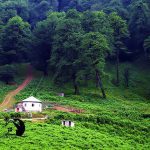 خرید ۱۰۰۰ متر زمین در رامسر لیماک