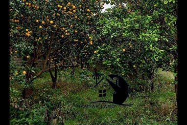 خرید ۳۶۰ متر باغ پرتقال در تنکابن شیرود