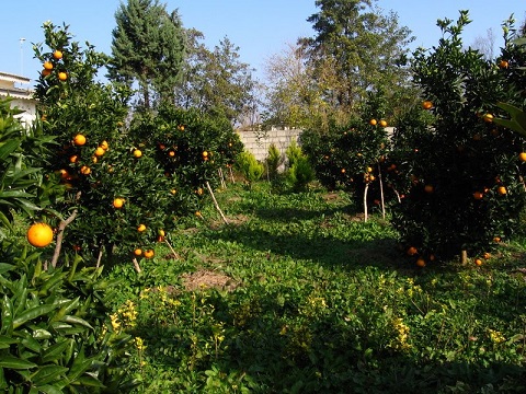 خرید باغ پرتقال مناسب سرمایه گذاری در تنکابن