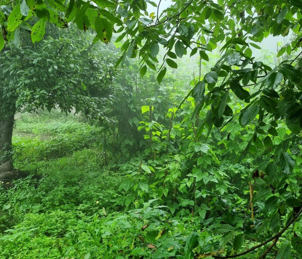 263604.4 e1746446126705